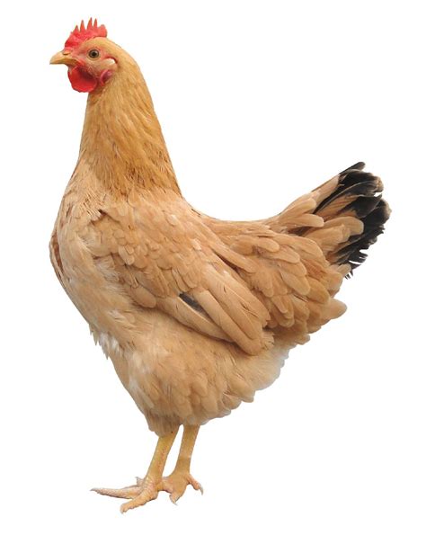 鼻孔鸡图片