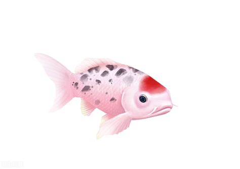手绘插画各种鱼PNG图片素材下载_插画PNG_熊猫办公
