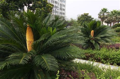 铁树开花-实拍于上海宝山-植物园艺与养护-筑龙园林景观论坛