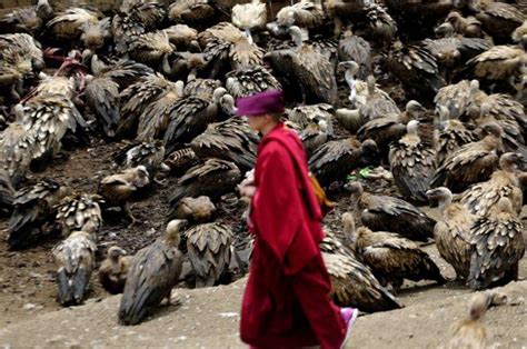 直击西藏天葬全程 肢解遗体喂食秃鹫_中国国情_中国网