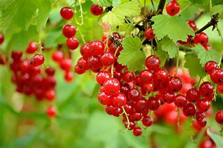 Image result for currant