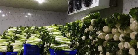 工厂化种植蔬菜利润,种植蔬菜行业利润是多少