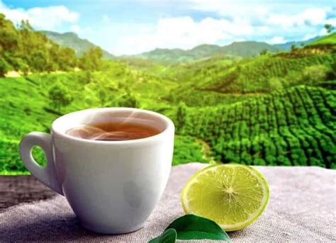 小罐茶叶市场营销策略,什么是茶叶市场营销策略
