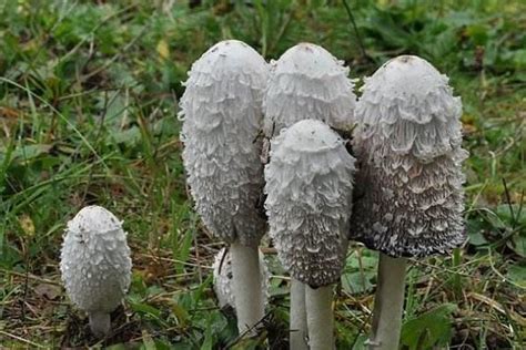 青岛崂山常见可食用野生菌菇,毛头鬼伞怎么食用