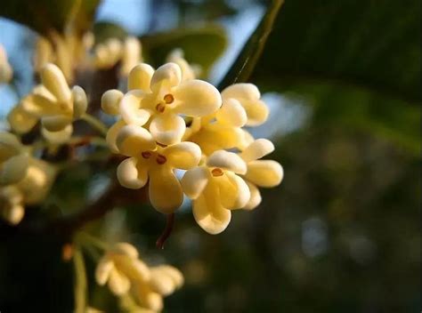 花朵飘香_写景作文350字[共计5篇]