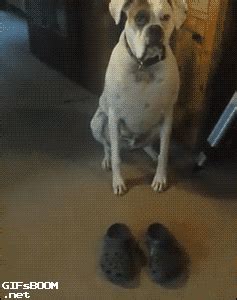 狗穿鞋走路的视频,怎么让狗穿鞋走路