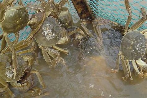 淡水蟹怎么养在家里,怎么在家里养水蟹