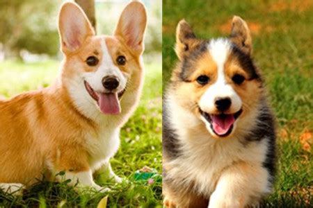 体型小的几种狗狗,什么狗狗比较可爱