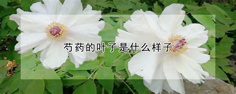 芍药的叶子一开始卷,现在都开始枯了,怎么办?