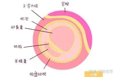 卵黄囊瘤的前兆