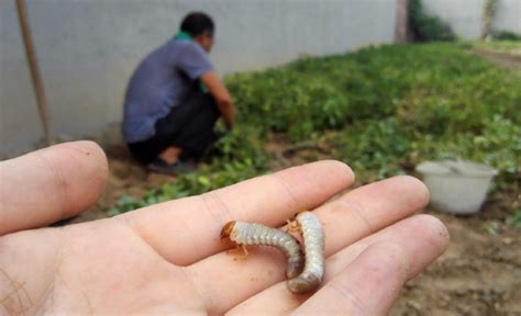 花生虫子怎么办?