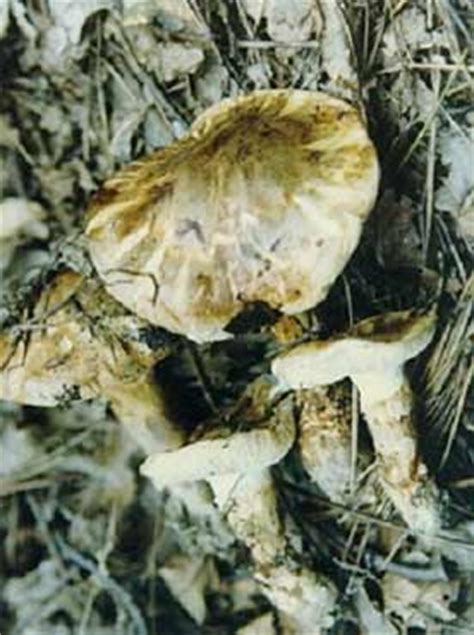 西藏菌松茸,作为菌中之王松茸