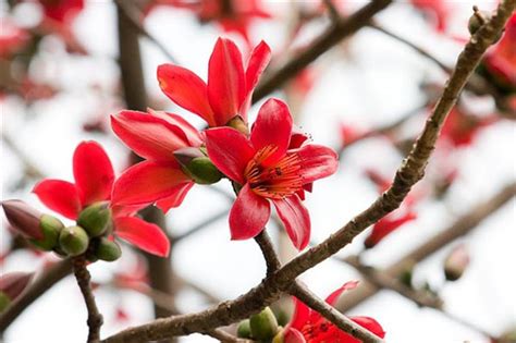 木棉花象征着什么?花语是?