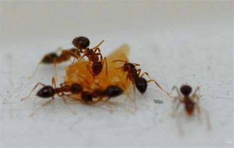 100000只蚂蚁大战各种昆虫