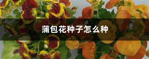 蒲包花现在种子如何种植