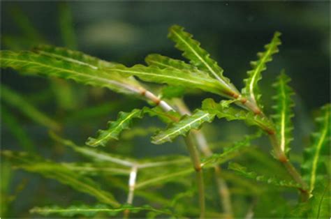 花毛茛种子什么时候种比较好啊?? 现在8月行吗?