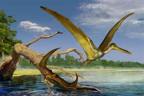 为什么翼龙不是恐龙,为什么蛇颈龙