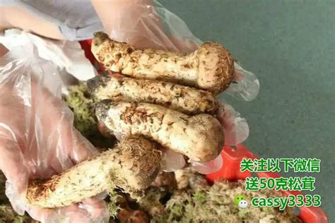干松茸多少钱一斤 中国松茸多少钱