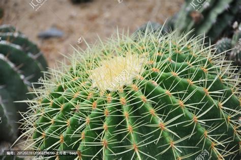 山影掌花是什么