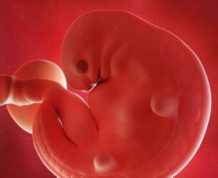 囊胚移植第十八天