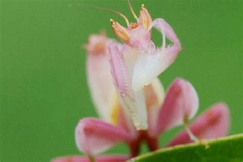 小花螂是什么,伪装成花朵的花螳螂
