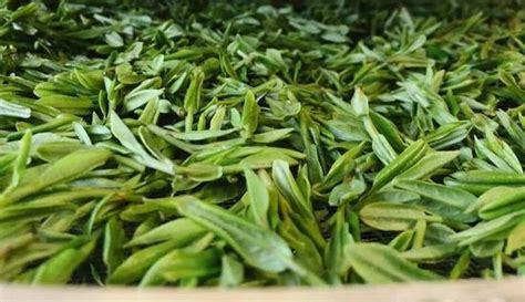 龙井茶茶的生长温度是多少,到底什么才是正宗的龙井茶