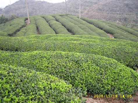 什么牌的海青绿茶好,海青茶已2000岁