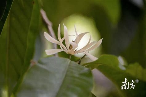 广东省东莞市的市花是什么