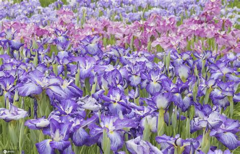 紫鸢花的花语和图片