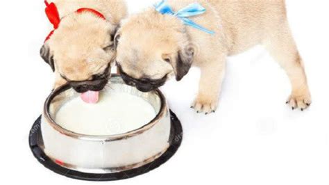 第一次喝羊奶粉就拉肚子,为什么狗喝奶粉会拉肚子是怎么回事