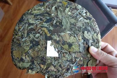 云南最老的古树茶在哪里,十大云南古树茶