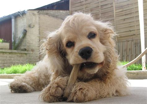 什么是美国可卡犬,宠物美国可卡犬的习性特征与喂养等介绍