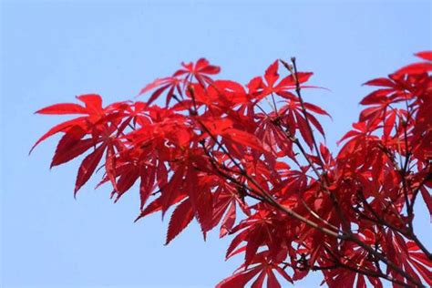 北京看红叶最好的地方有哪些？推荐12处观赏红叶最佳景区