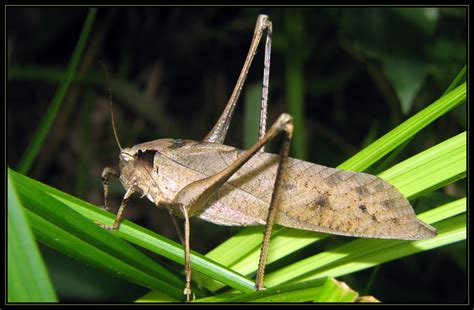 纺织娘的下场_童话作文350字[优秀6篇]