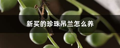 买回来的珍珠怎么养,养珍珠怎么养殖