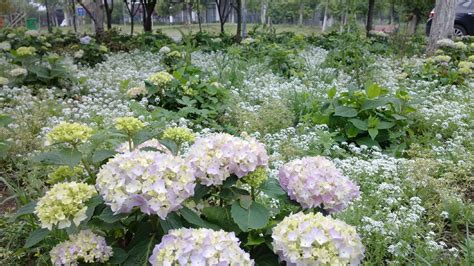 什么花的花语是,无尽的思念