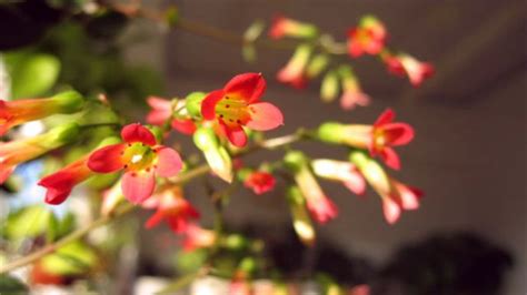 请问灯盏花在什么季节种植