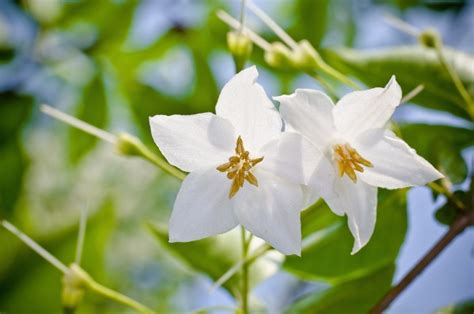 香樟树的花什么时候开?样子是什么样的?