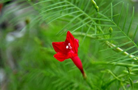 红星花的花语是什么?
