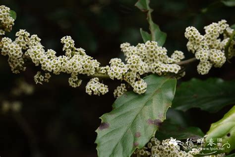 鲫花学名是什么