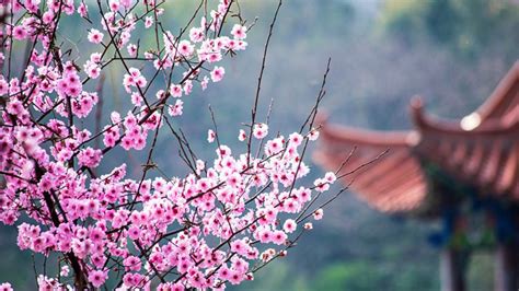 桃花与梅花的区别,简单明了的说明?