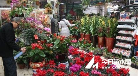 武汉花卉市场咋难觅鲜切蜡梅,汉阳的花卉市场有哪些