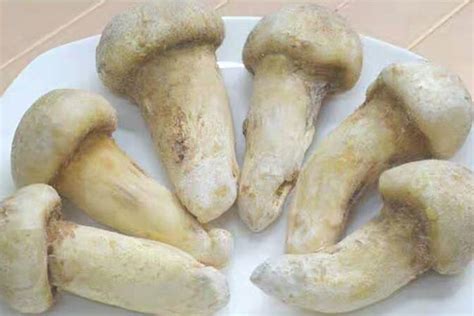 松茸可以冷冻多长时间,8月的菌中之王松茸