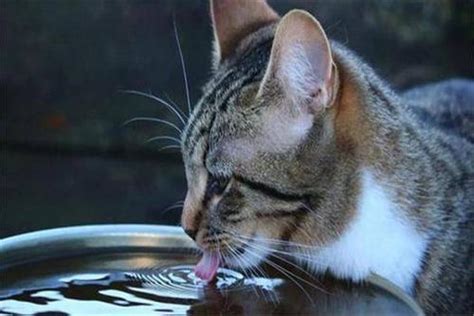 免费在线漫画平台,猫在喝水时会趴前爪为什么