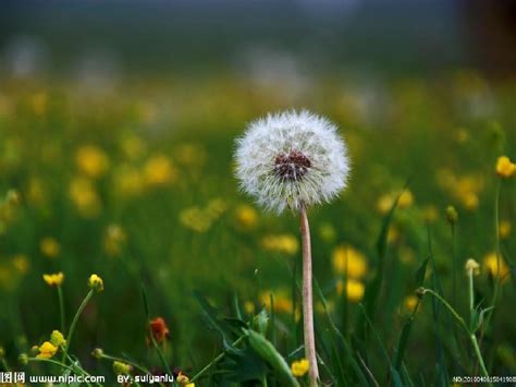 假如我是蒲公英_六年级想象作文500字[精选7则]