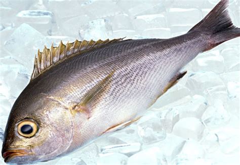 暖暖的胃道带鱼怎么做才好吃,淡带鱼怎么做好吃吗