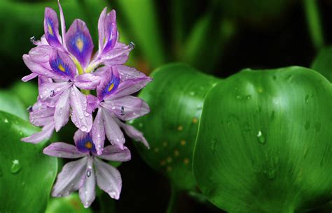 请问大家 这个是什么植物 适合放在家里养吗 有没有什么忌讳 可以水培 茎上有个包 开紫色的小花 花期很短