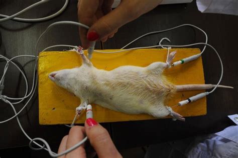 解剖小白鼠怎么杀,药学要解剖小白鼠吗