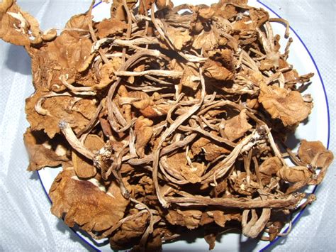 姬松茸 茶树菇 排骨汤怎么做 松茸的家常做法茶树菇