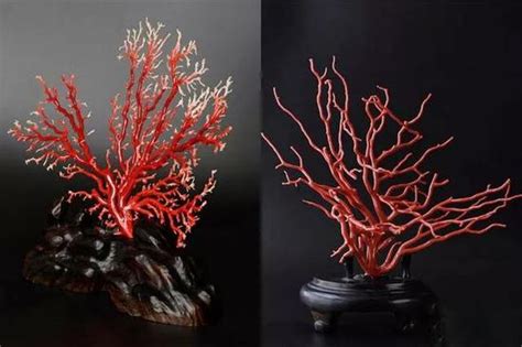饥荒海难石灰岩在哪里,红珊瑚在哪里批发?